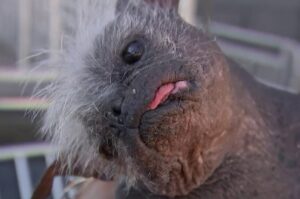 Meet the newly crowned ‘World’s Ugliest Dog!’