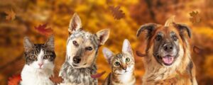 Love everything fall? These seasonal items in your home could be dangerous for your pets