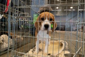 California Governor Newsom Signs Legislation to Protect Animal Welfare