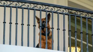 Presidential Pets: Paws in the White House