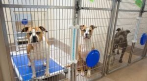 DeKalb CEO announces $10 million plan to address animal shelter overcrowding