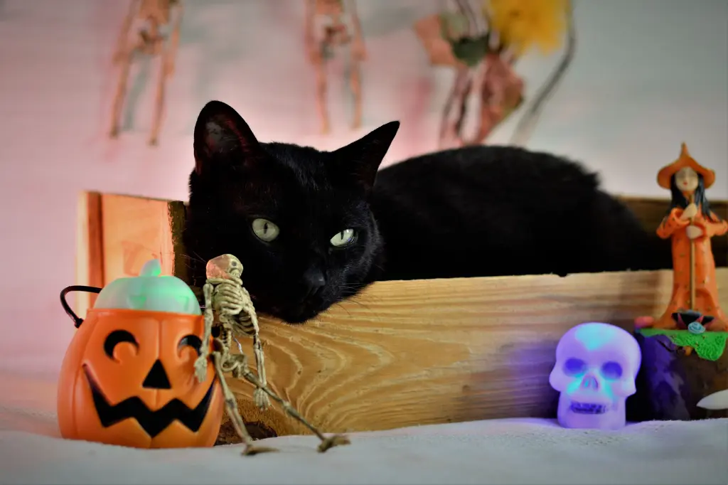 National Black Cat Day: Why does the mysterious feline get a bad rap?