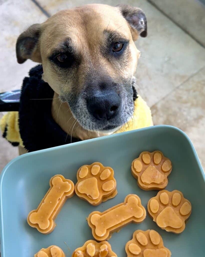 Halloween Treats Humans Can Enjoy with Their Pups