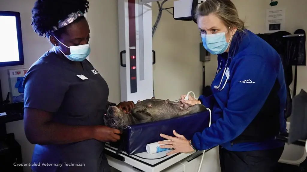 VCA Animal Hospitals Expands Access to Veterinary Care with Urgent Care Hospitals