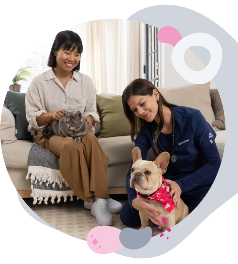 bettervet4 1 768x852