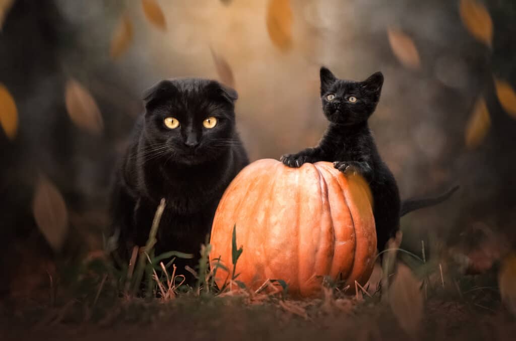 Black Cats: The quintessential icons of Halloween’s spooky charms