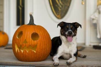 Pumpkin Safety For A Pet-Friendly Halloween