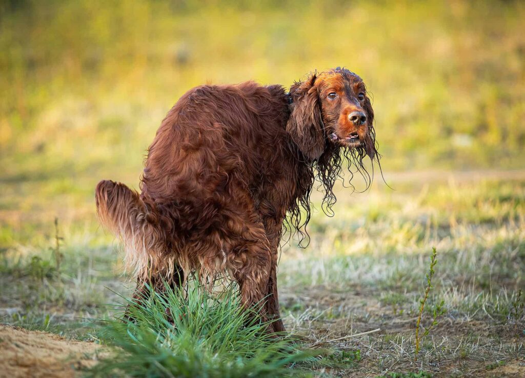 12 Reasons You Should Never Leave Dog Poop In Your Yard