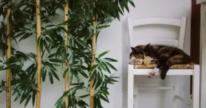 Is Bamboo Toxic To Cats? What to Know About Lucky Bamboo