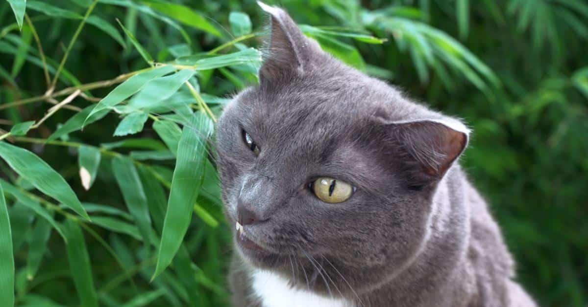 A grey cat chewing on a plant. 