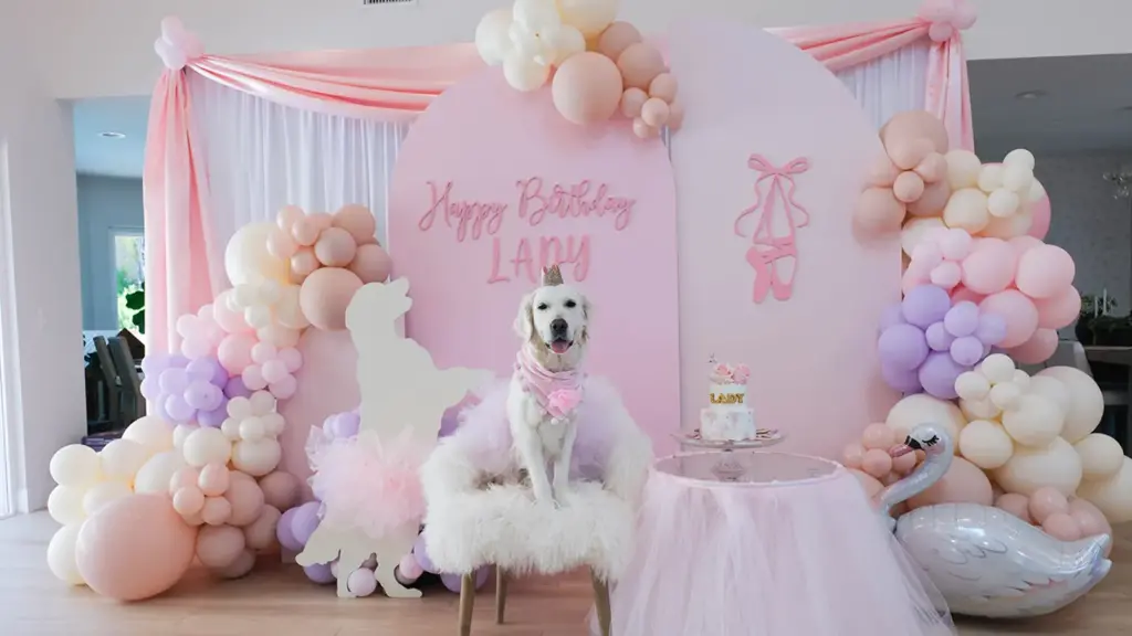 Dog ‘pawty’: 3 pet owners share why they spend hundreds of dollars on their pets’ birthday parties