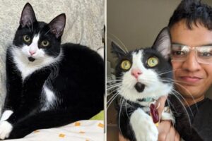 Texas man Palash Pandey reunites with Tux the cat after Lyft driver takes off with the pet