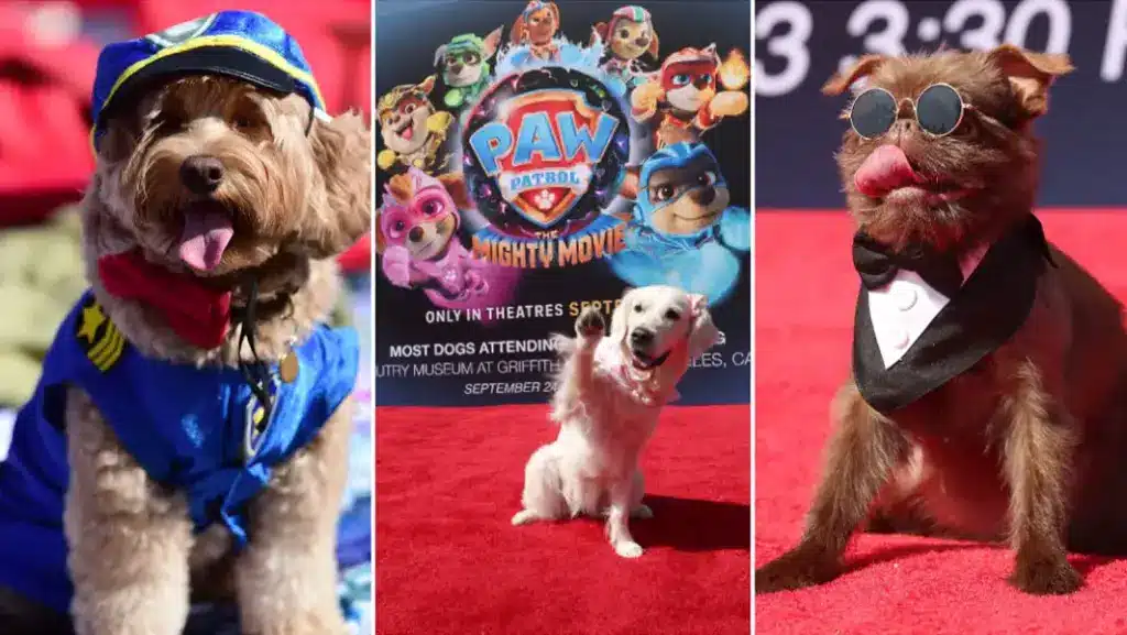 Pawsome scenes as dogs break world record at PAW Patrol premiere