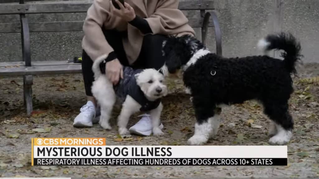 Mystery respiratory illness continues to spread among dogs