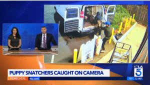 $100,000 dog heist at pet shop captured on video