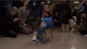 Capitol Hill pets don best Halloween costumes at bipartisan ‘pawrade’