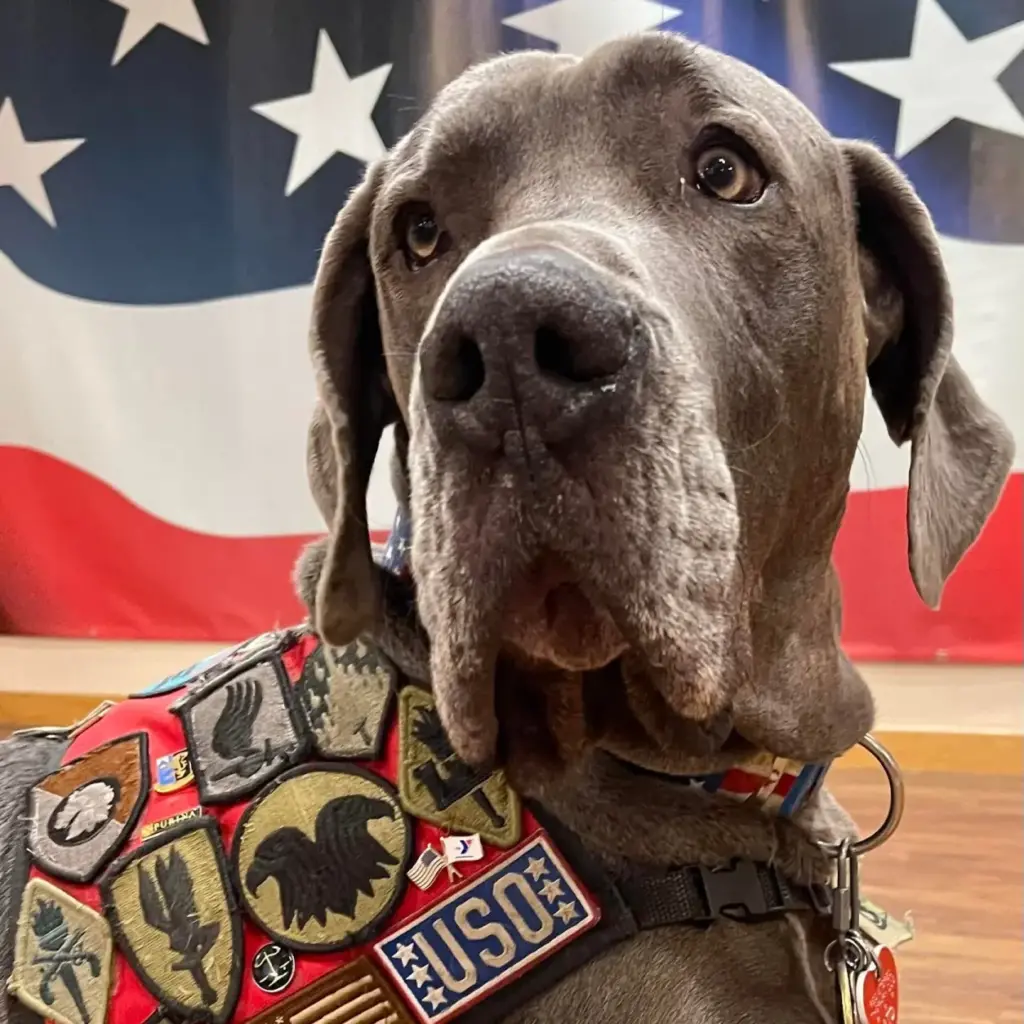 Winner of the 2023 American Humane Hero Dog Award Revealed