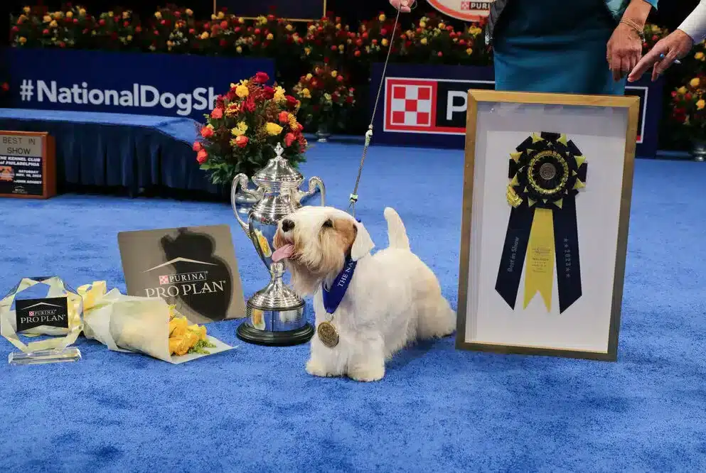 Stache the Sealyham Terrier wins Best in Show at the 2023 National Dog Show Stache the Sealyham Terrier wins Best in Show at the 2023 National Dog Show