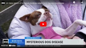 UC Davis School of Veterinary Medicine says don’t panic over mystery dog disease