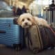 InCabinPets Unveils Safe In-Cabin Pet Travel with Verified Air Nannies