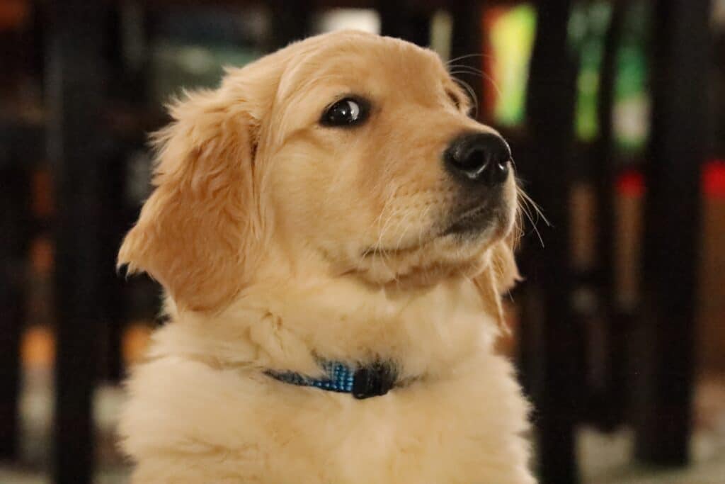 DEAR TABBY | Golden retriever pup ‘Elvis’ is all shook up over making new pooch pals