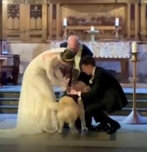 Golden retriever named Pancakes steals the show as wedding ring bearer