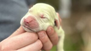 Meet Shamrock, a golden retriever puppy born with a rare green coat