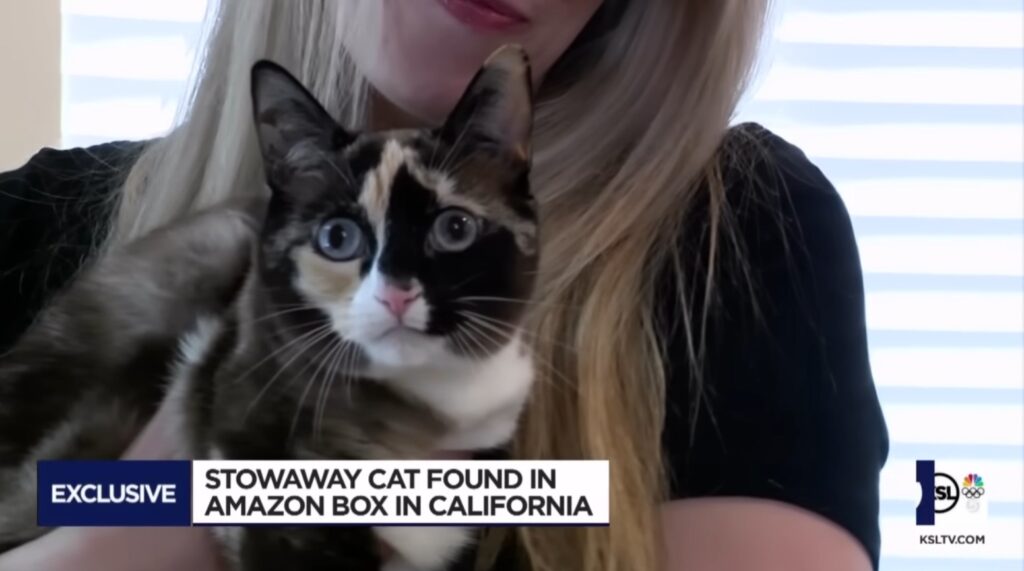 Utah family reunited with pet cat they accidentally shipped with Amazon return