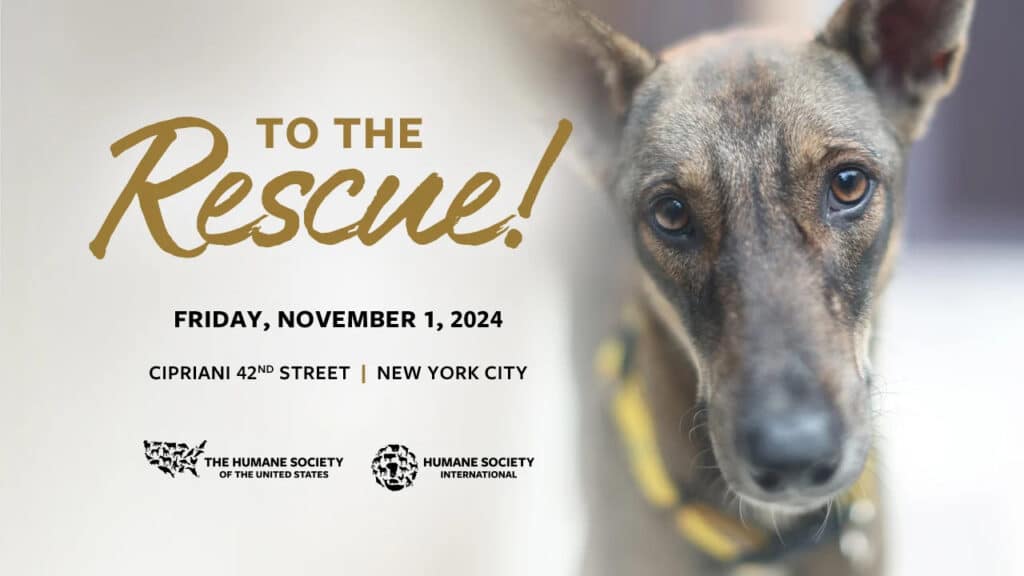 To the Rescue – Humane Society Annual New York Gala