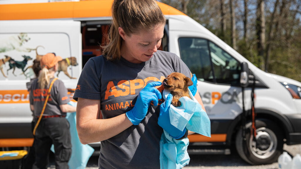 ASPCA Urges Pet Owners to Prepare for Above-Normal 2024 Hurricane Season