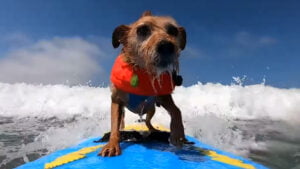 Surf’s Up for Canine Athletes in Nationwide Competition