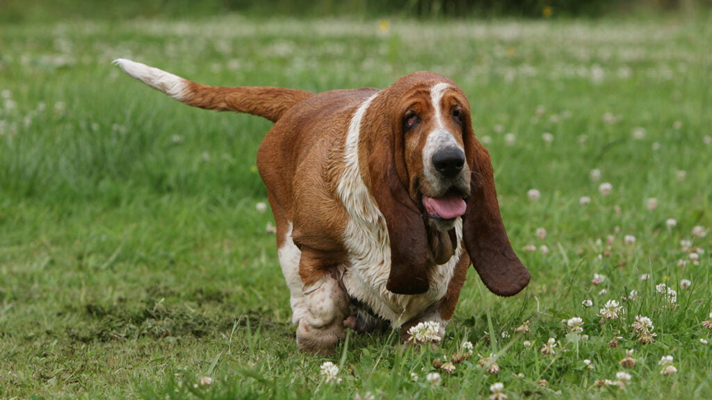 DEAR TABBY | Scents and Sensibility: Helping a Basset Adapt to Vision Loss