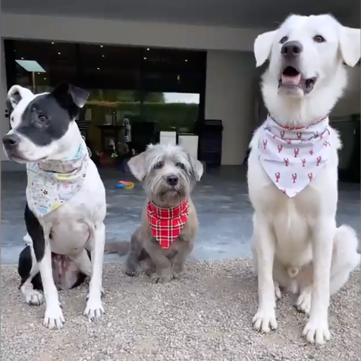 jennifer aniston's three dogs