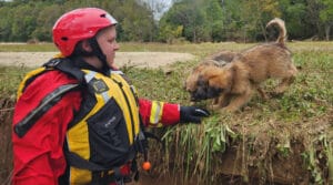 PetSmart Charities Launches In-Store Fundraising Initiative for Hurricane Disaster Relief