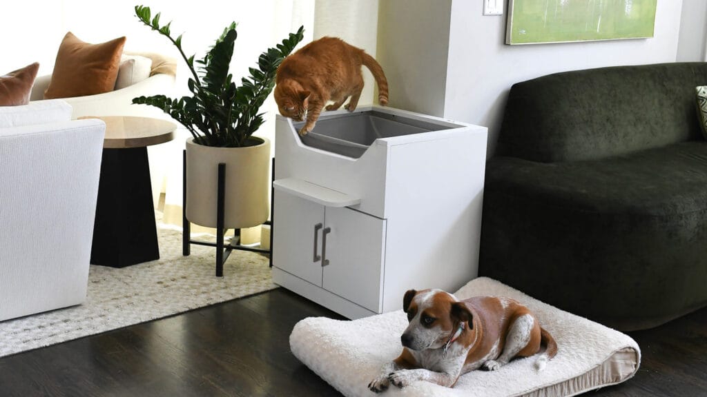 Elevating Cat Care: LoftyLoo™ Launches Innovative Litter Box Solution for Mobility Challenged Cat Guardians