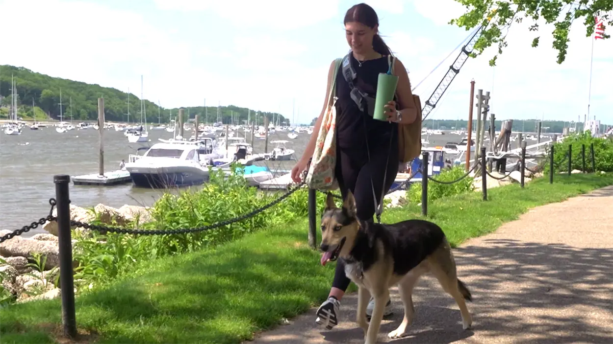 Woman walking dog hands free with big old pup 5-in-1 leash