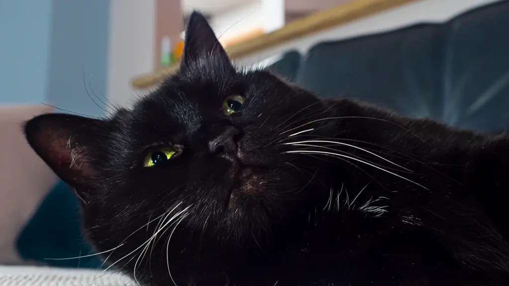 Black Cat Appreciation Day: Dispelling Myths and Celebrating Ebony Felines