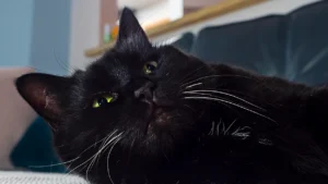 Black Cat Appreciation Day: Dispelling Myths and Celebrating Ebony Felines