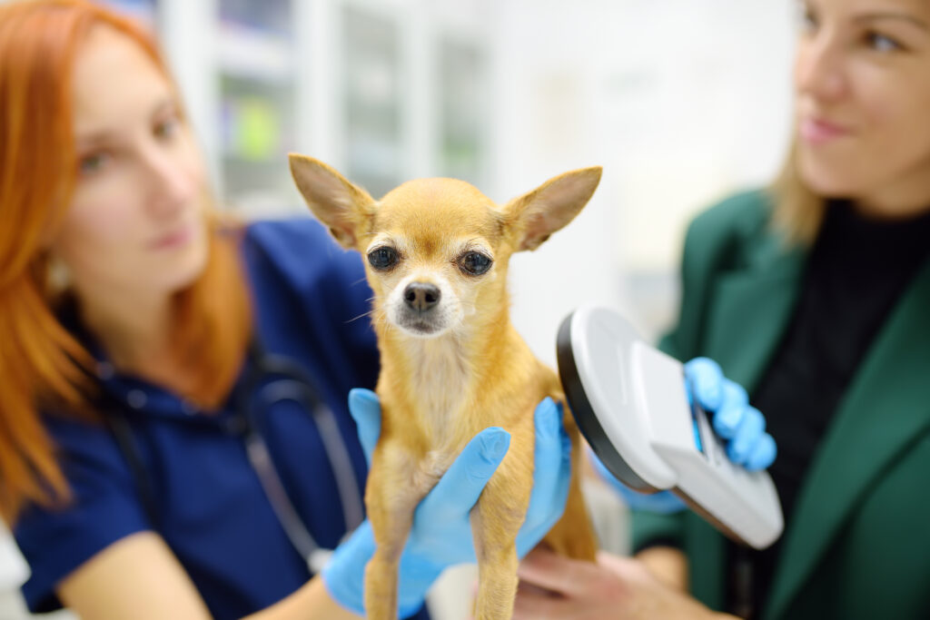 National Check the Chip Day Reminds Pet Owners: A Simple Update Could Save Your Pet’s Life