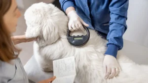 Pet Owners Urged to Update Microchip Information on National Check the Chip Day