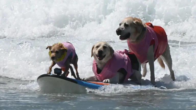 Surfing Dogs Ride the Waves for Charity at 20th Annual Surf Dog Surf-A-Thon