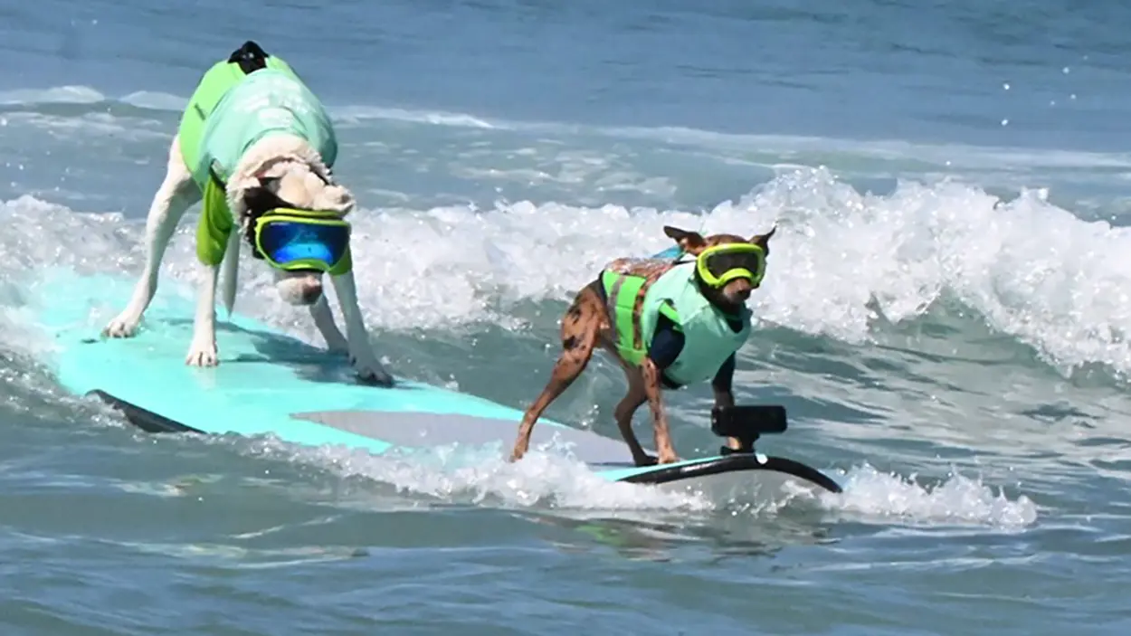 dogs surfing