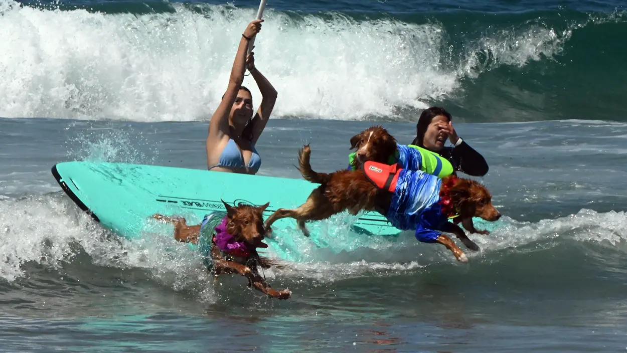 surfing dogs wipe out