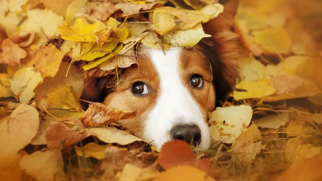 Five Fun Fall Activities to Enjoy the Outdoors with Your Dog Five Fun Fall Activities to Enjoy the Outdoors with Your Dog
