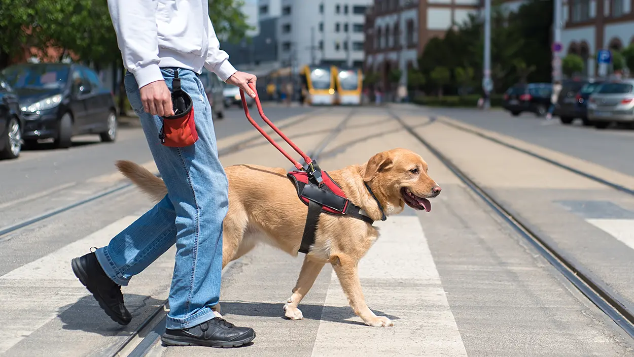 Blind man led by guide dog