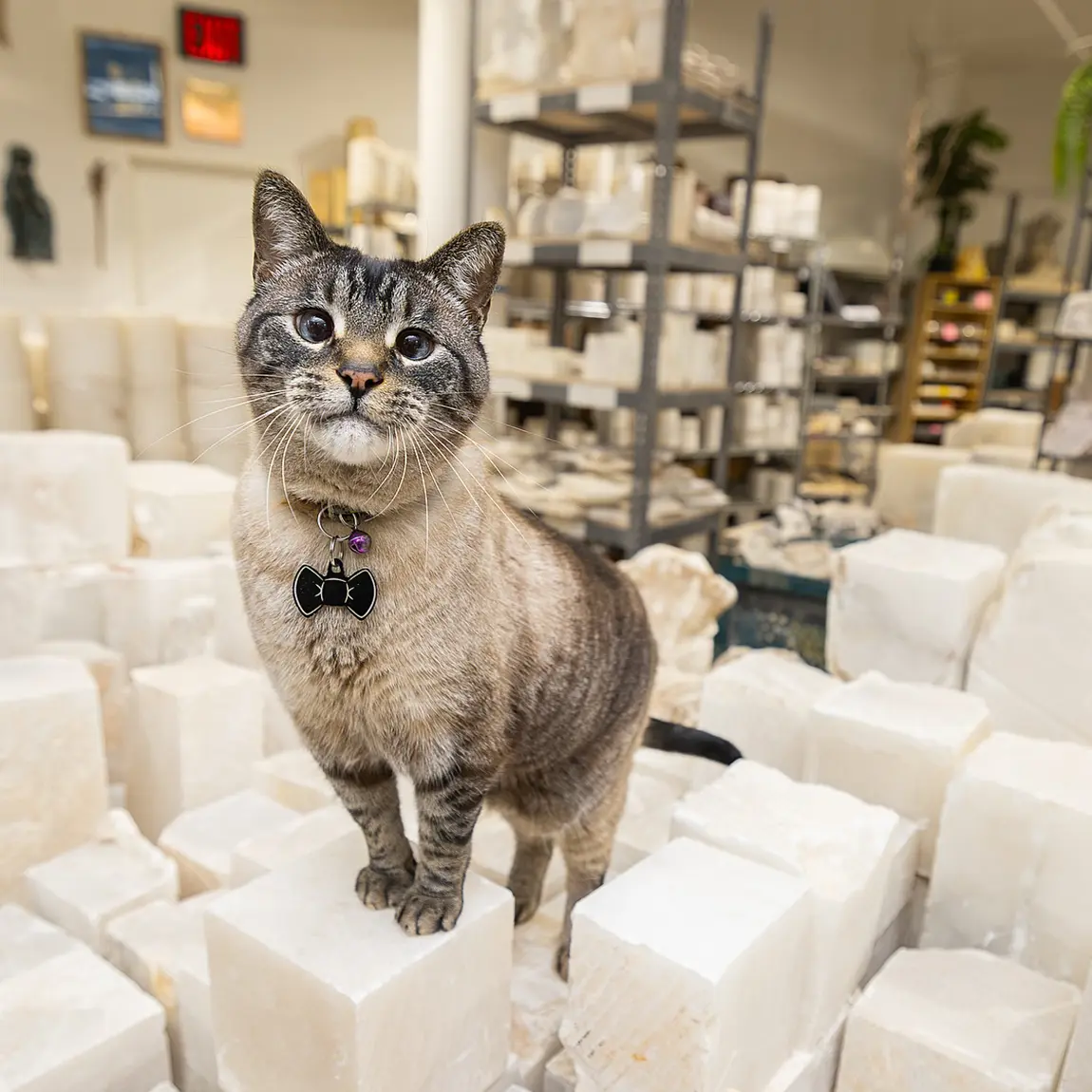 Ralphie the shop cat at The Compleat Sculptor