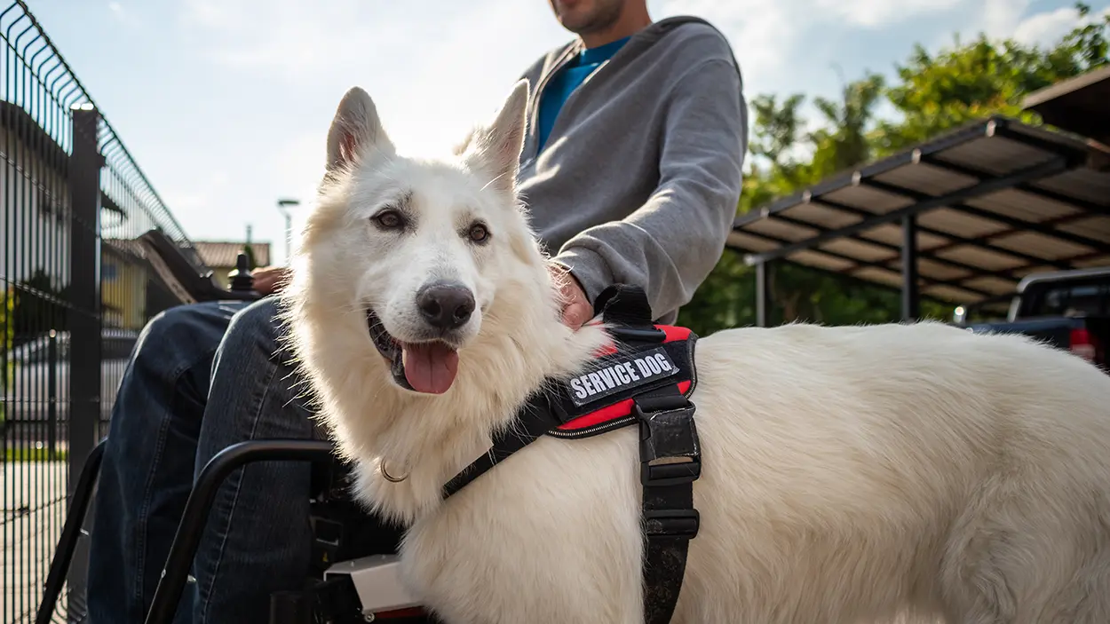 Man in wheelchair with service dog