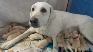 Pet-Sitting Favor Turns Into Emergency Midwifery: Sister Delivers 14 Puppies While Brother Vacations