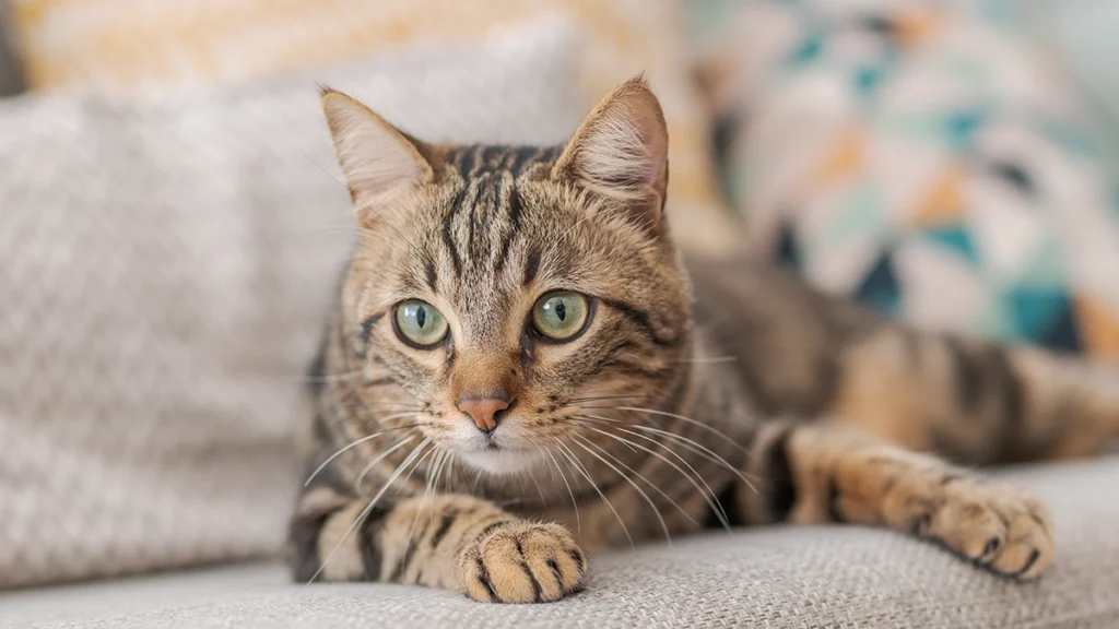 National Cat Day 2025: Celebrating Our Feline Friends for the 20th Year on October 29th National Cat Day 2025: Celebrating Our Feline Friends for the 20th Year on October 29th