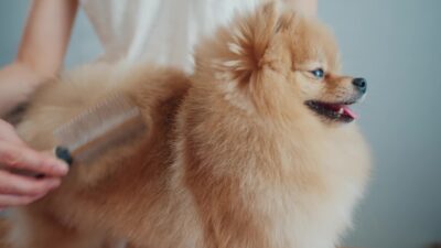 Pomeranian-In-The-Pet-Care-Salon